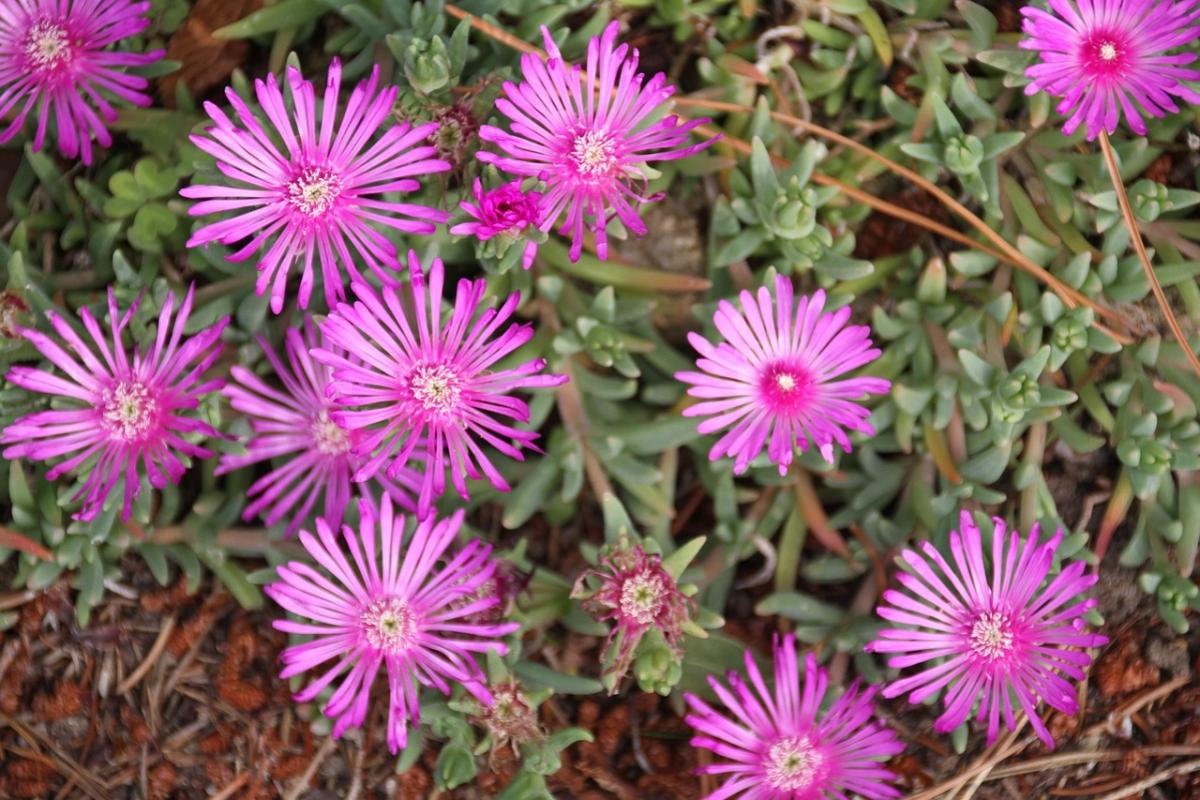 Jaké květiny zasadit na hrob / foto pexels.com