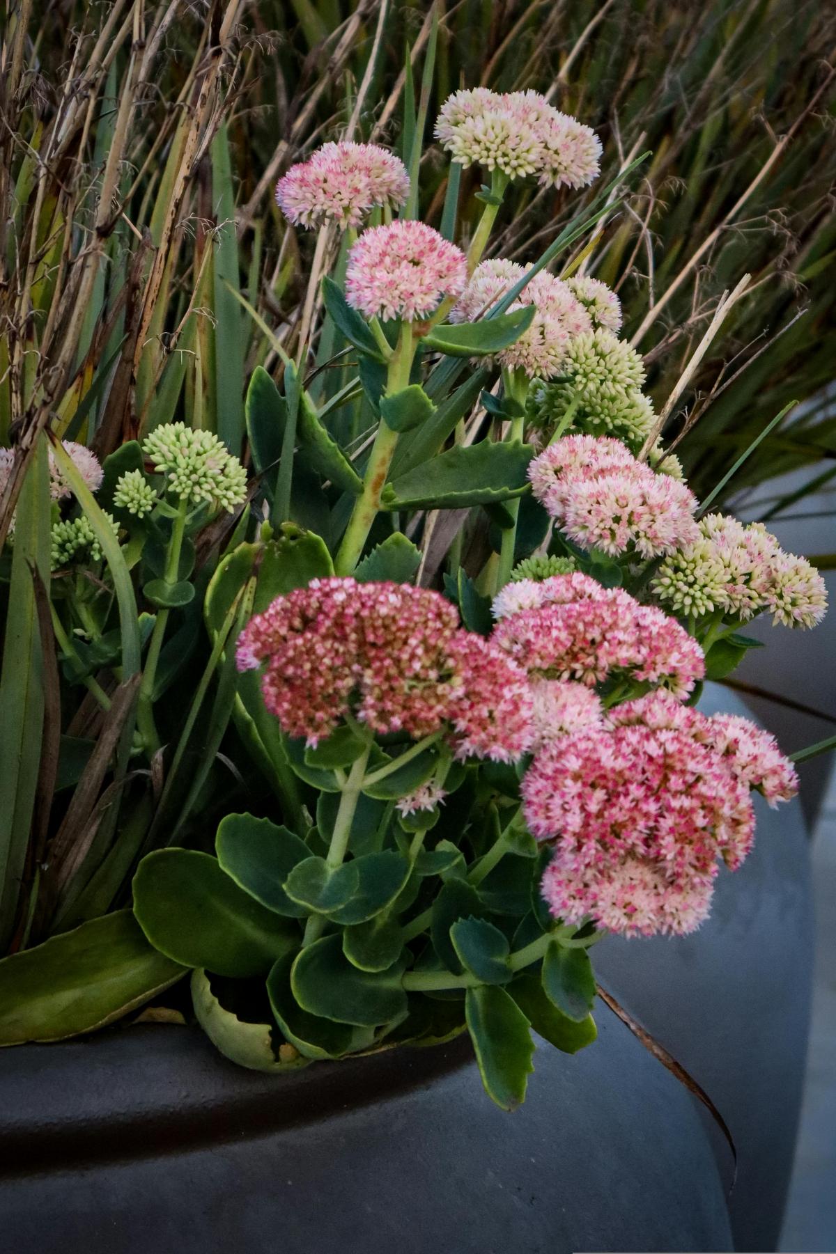 Jaké květiny zasadit na hřbitově, aby kvetly celé léto / foto pexels.com