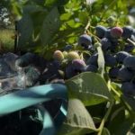 Borůvky vydrží každý mráz: zahradník odhalil hlavní tajemství podzimní péče