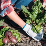 Co nepěstovat na zeleninové zahrádce: zahrádkáři pojmenovali 5 problematických rostlin,