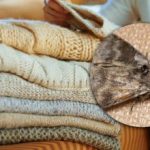 Jak se zbavit molů ve skříních: stačí jedna rostlina, abyste