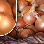 Jak uchovat cibuli, aby do léta nevyklíčila: zahradník odhalil jednoduchou