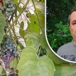 Jednoduchý trik pro dobrou úrodu: zahradník odhalil hlavního nepřítele hroznů