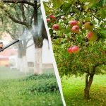 Mšice se už nikdy nedotknou jabloní: účinné dvousložkové řešení