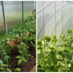 Rekordní sklizeň překvapí i sousedy: jak rychle zvlhčit půdu ve